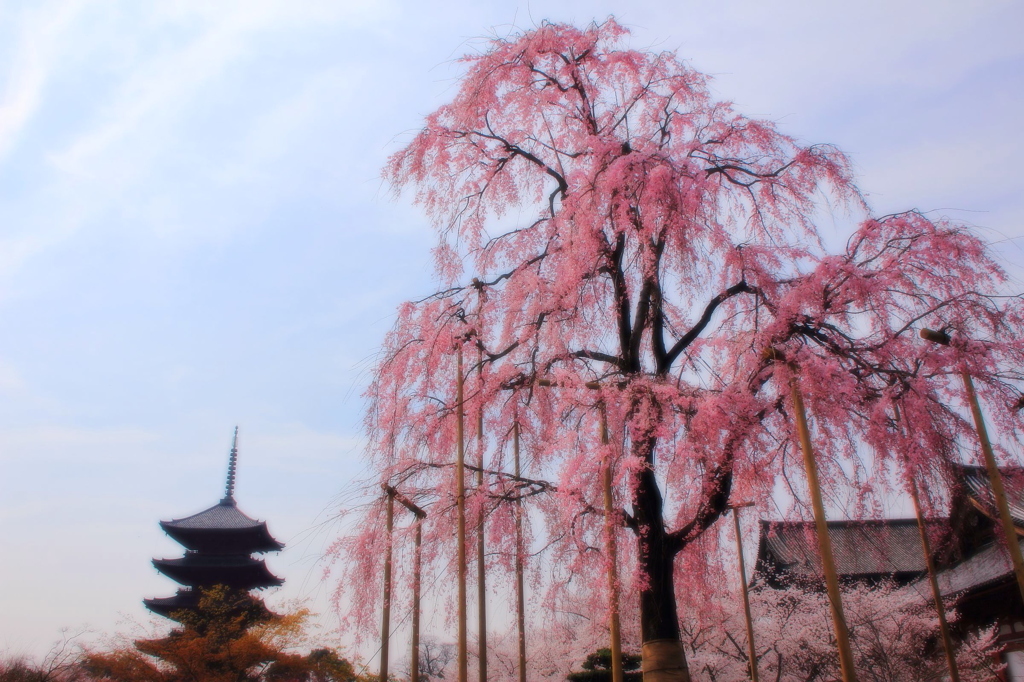 京の春