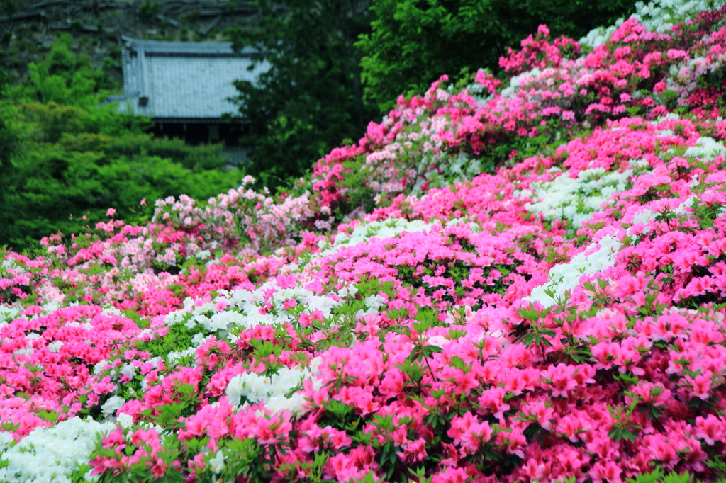つつじ寺