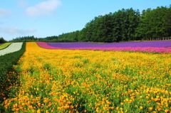 富良野の夏