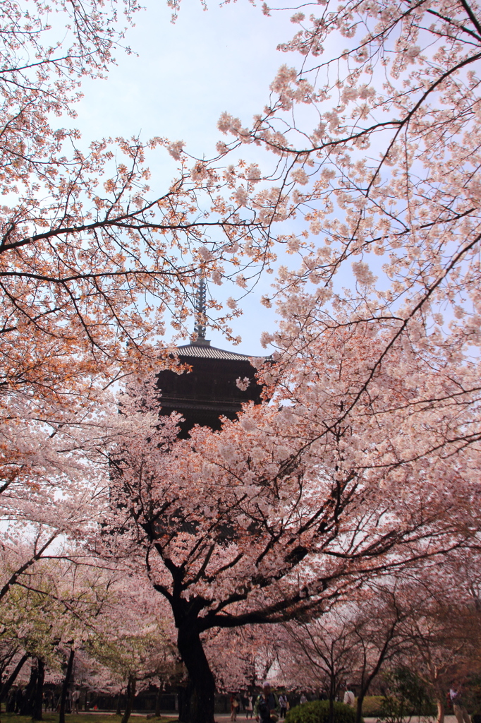 桜埋もれる五重塔
