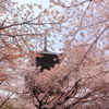 桜埋もれる五重塔