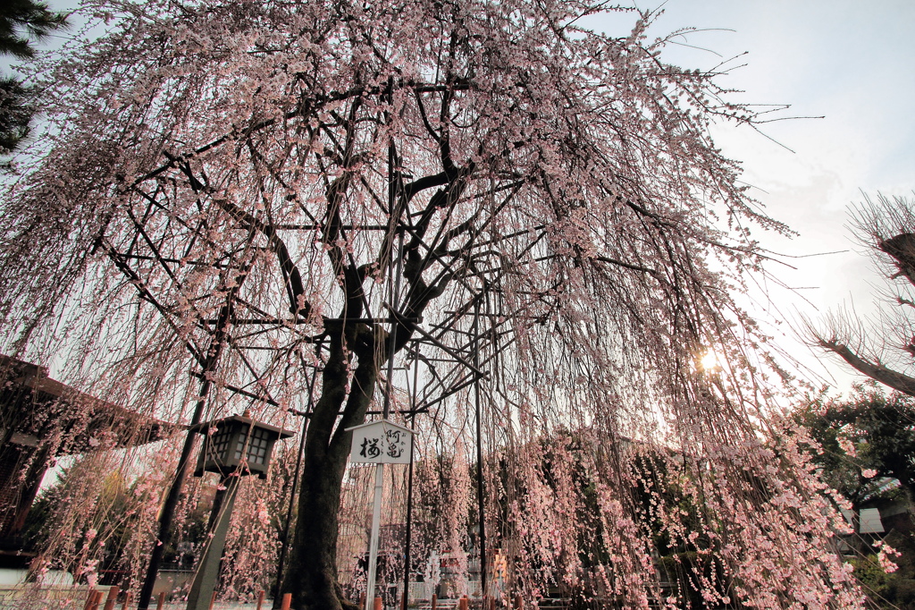 阿亀桜