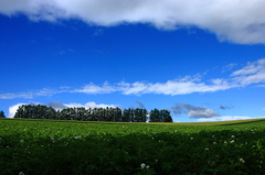 MILDSEVEN　hills