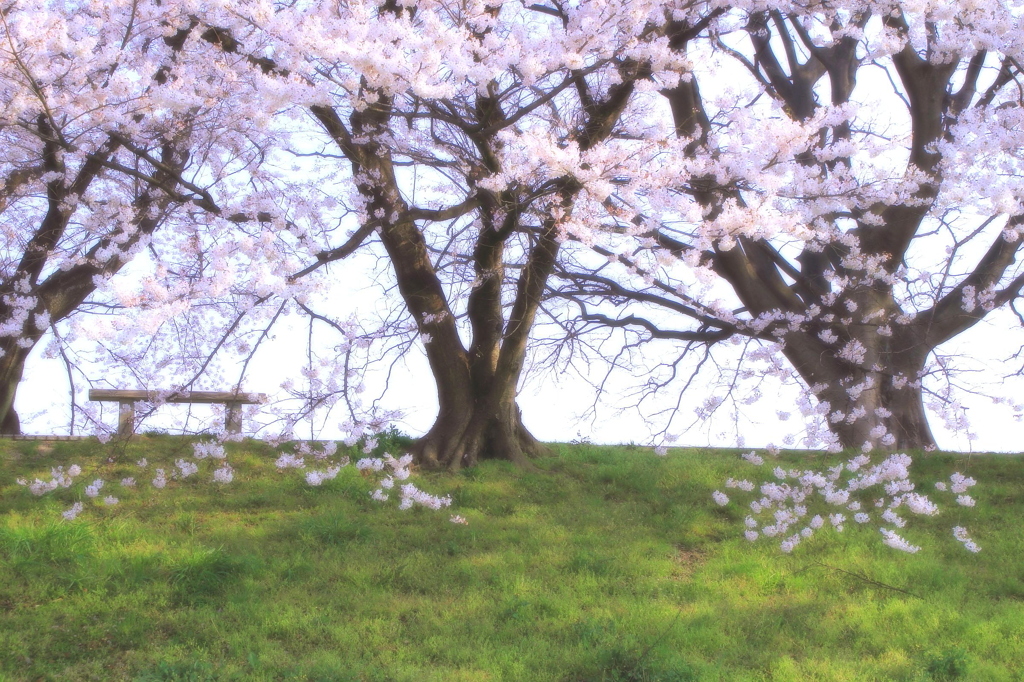桜色の朝