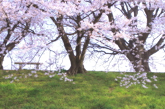 桜色の朝