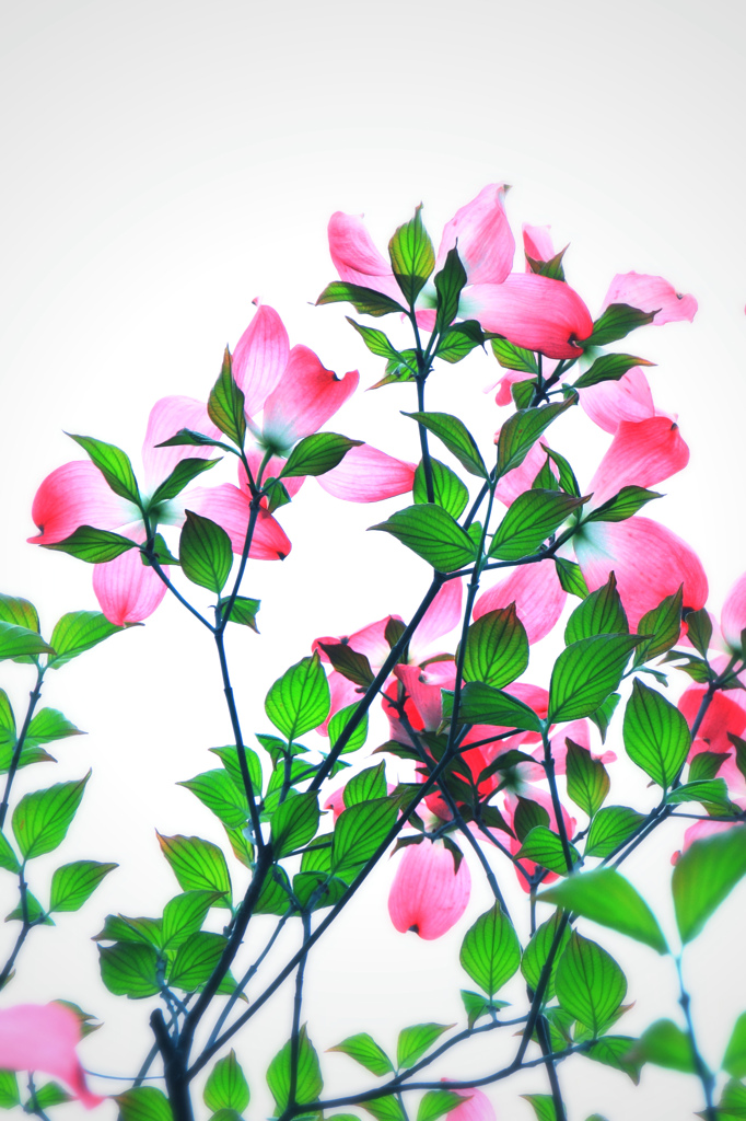 薄紅色の～♪