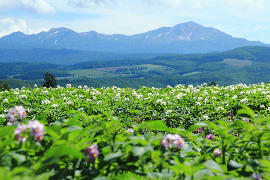 花香る山麓