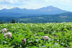 花香る山麓