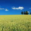 夏雲と小麦畑