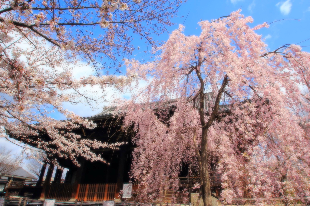 花の寺