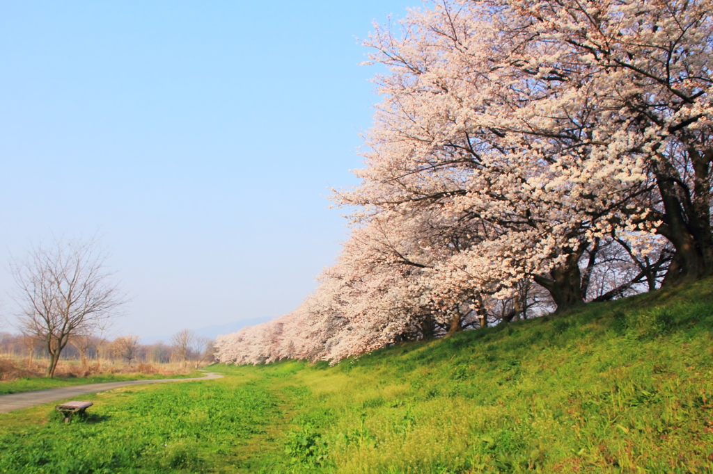 春霞の河川敷