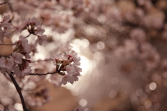 夙川の桜