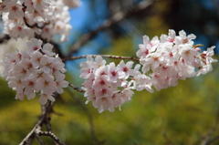 桜と笹の葉
