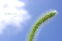 夏の空