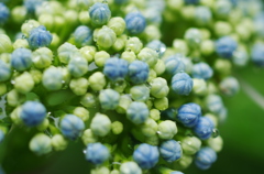 hydrangea