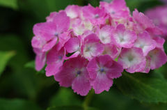 IMGP6055