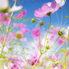 秋華