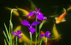 菖蒲と鯉