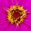 ジニア（花）