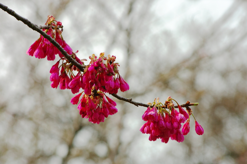 寒緋桜