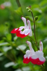 ツートンカラー