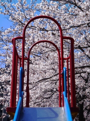 滑り台と桜