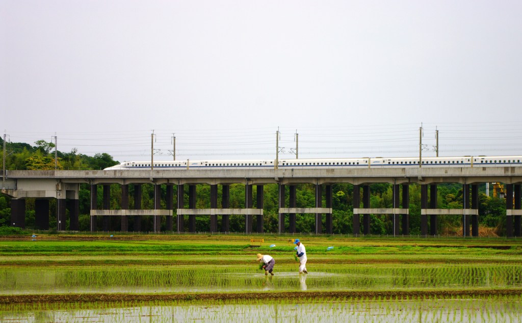 田植え