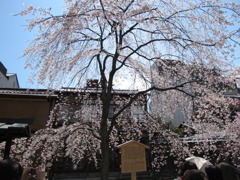 桜桜