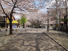 祇園白川通りです。