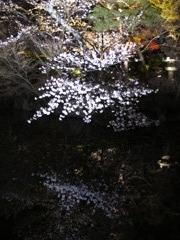 清水寺　夜間特別拝観３　水面に映る桜