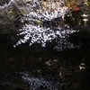 清水寺　夜間特別拝観３　水面に映る桜