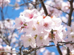 桜ー近所の公園編
