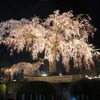 円山公園　祇園枝垂桜　ライトアップ