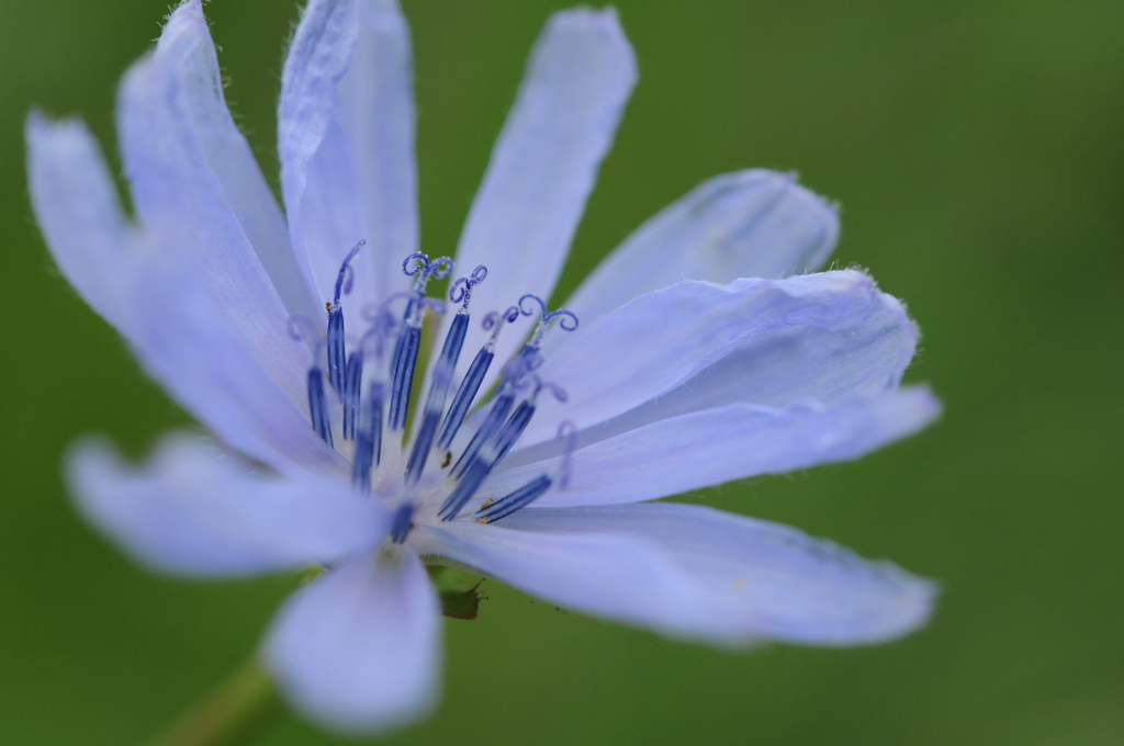 青紫の花