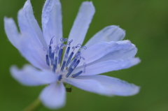 青紫の花