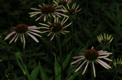 花火のような花