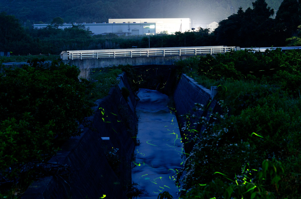 川を渡るホタル