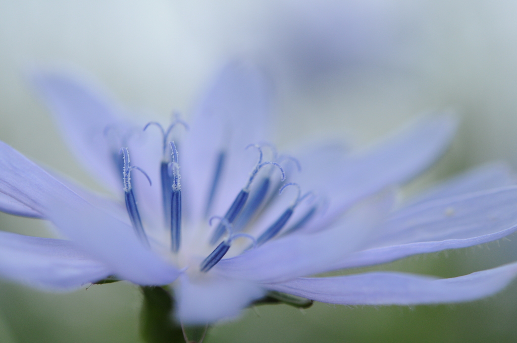 青紫の花２