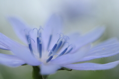 青紫の花２