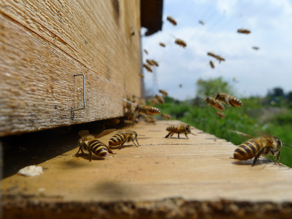 にほんみつばち