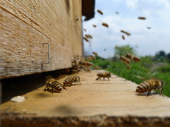 にほんみつばち