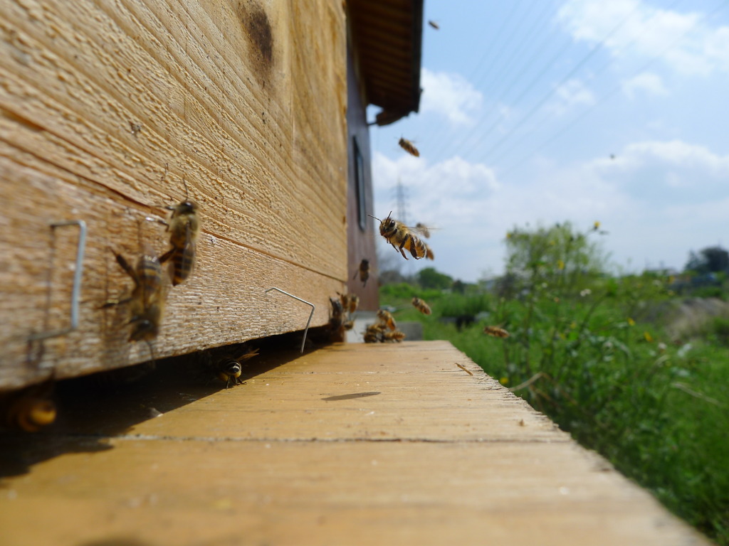 にほんみつばち