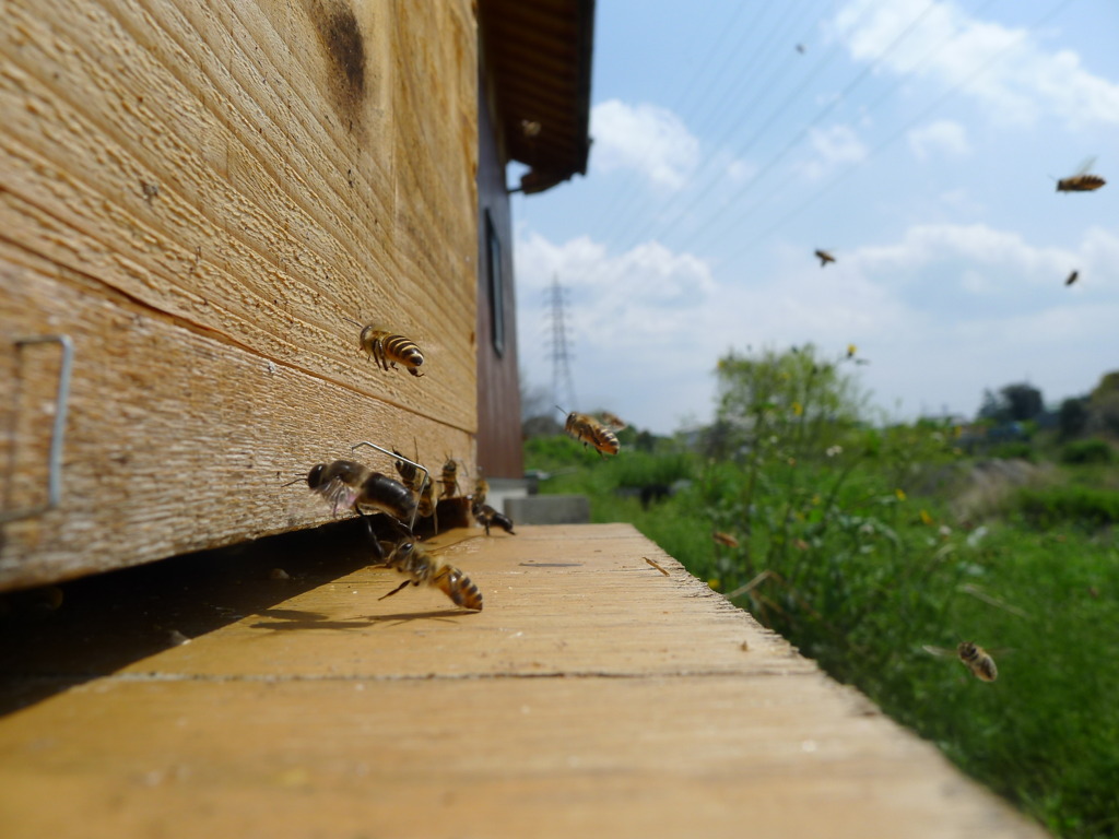 にほんみつばち