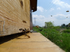 にほんみつばち