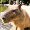 カピバラさん
