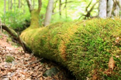 苔むす