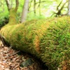 苔むす