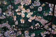 桜吹雪