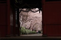 参道の桜