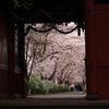 参道の桜